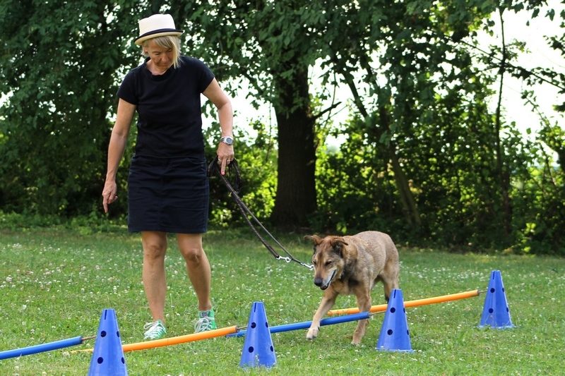 Cavaletti 06 2017 37