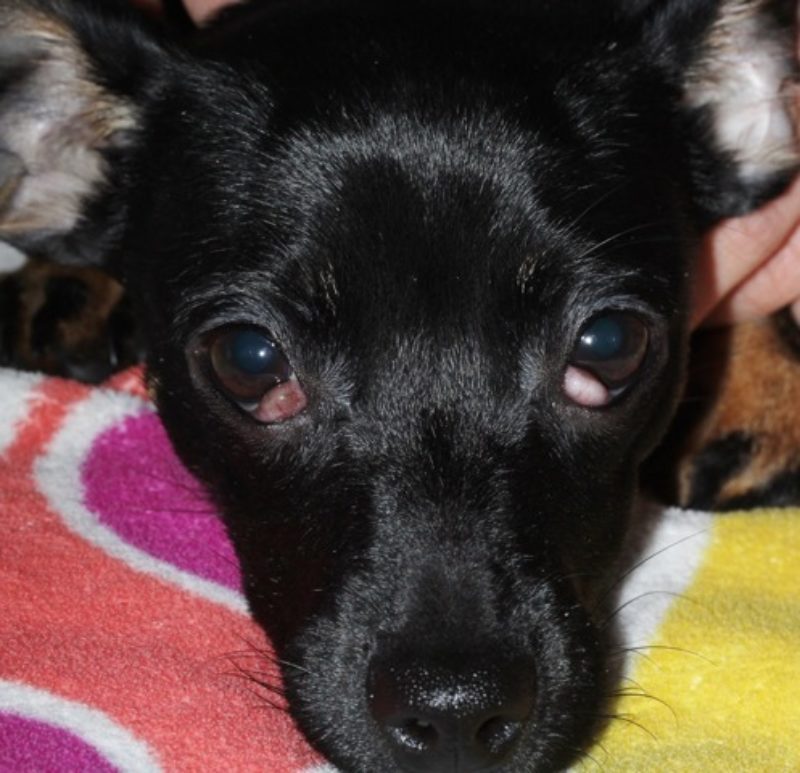 Voigt Abb 1 Vorfall Der Nickhautdruse Auf Beiden Augen