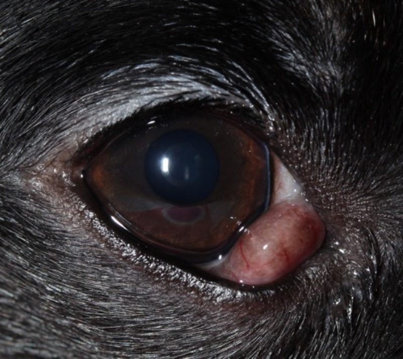 Voigt Abb 2 Vorfall Nickhautdruse Rechtes Auge