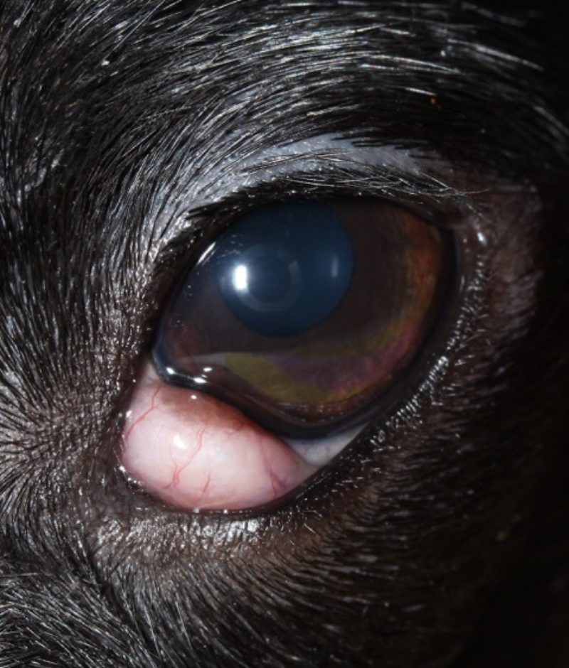 Abb 3 Vorfall Nickhautdruse Linkes Auge