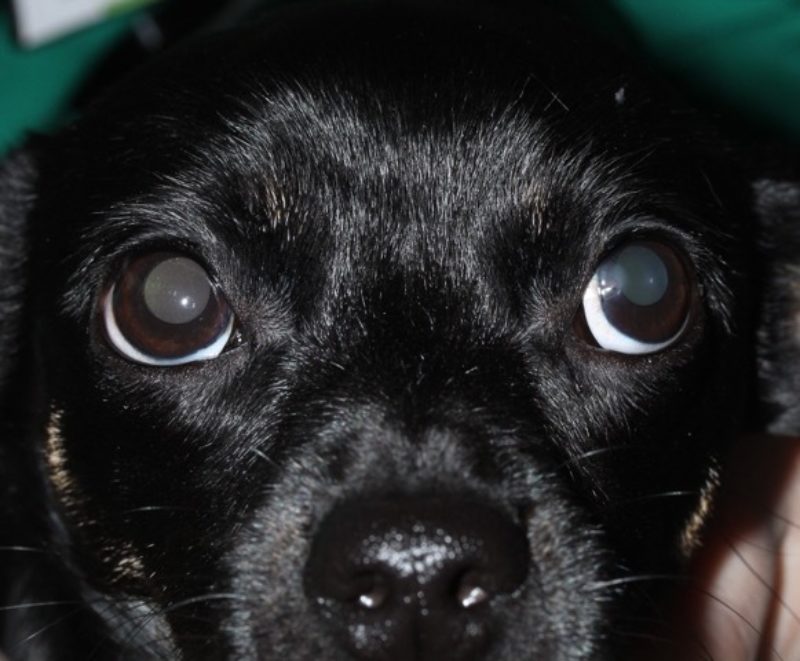 Voigt Abb 4 10 Tage Nach Beidseitiger Operation