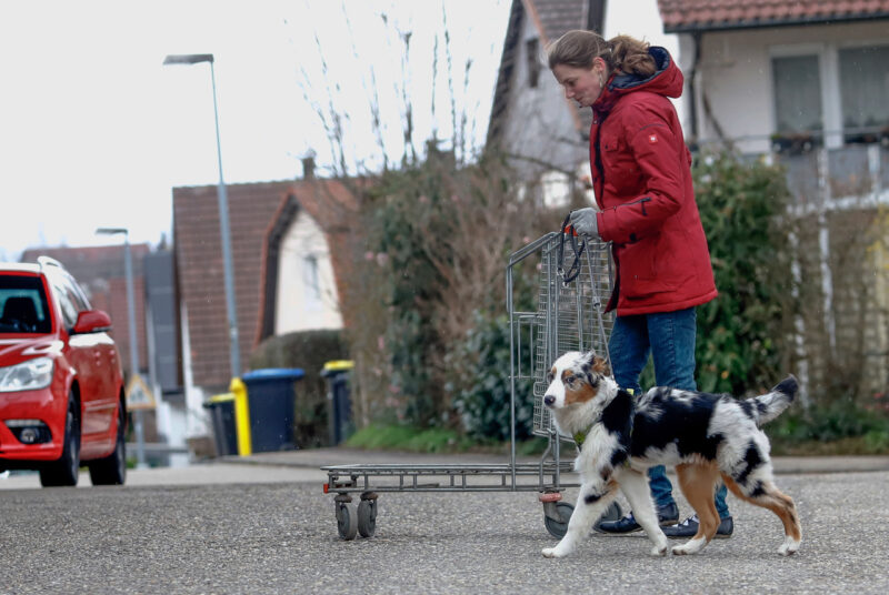 Assistenzhunde muessen nicht nur ihre hilfsaufgaben lernen sondern auch im trubeligen alltag konzentriert zu bleiben