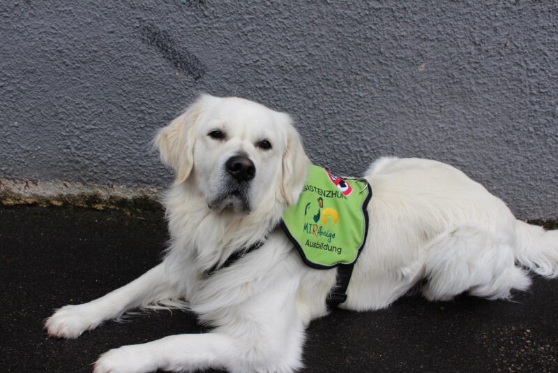 Waehrend der ausbildungszeit traegt der assistenzhund azubi eine ausbildungskenndecke