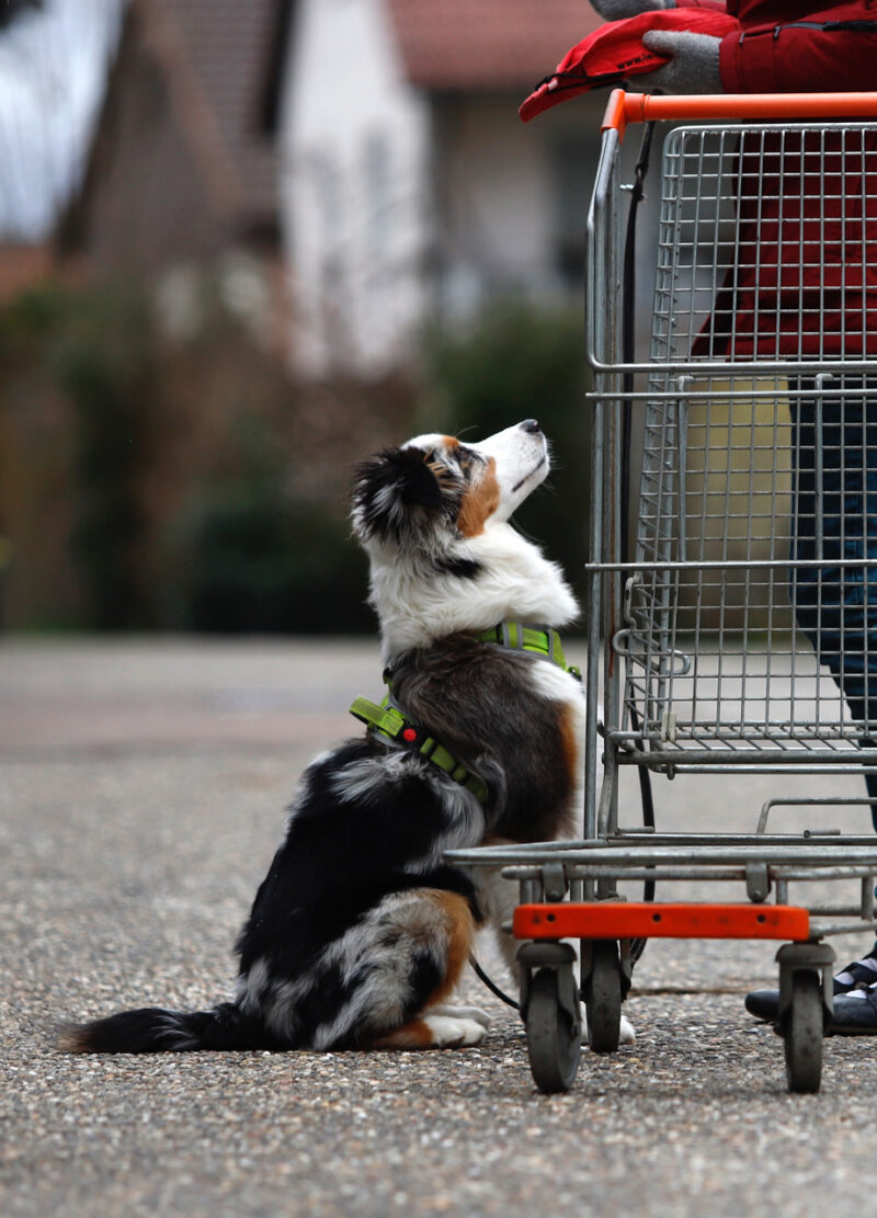 Fuer junge assistenzhund azubis ist ruhiges warten eine wichtige uebung 2
