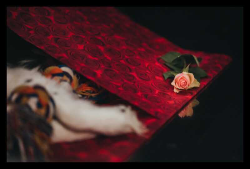 Rose 1 Abschiednahme 1