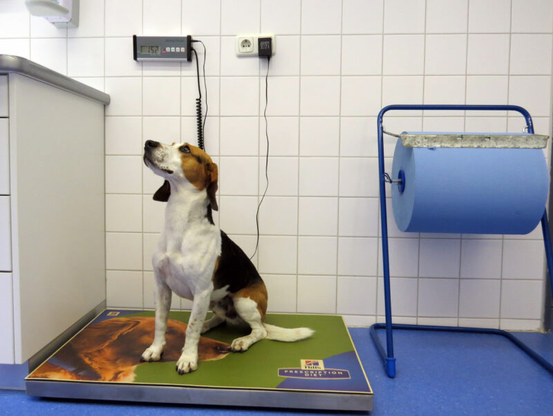 08 Hund Oskar auf der Tierwaage LMU Munchen