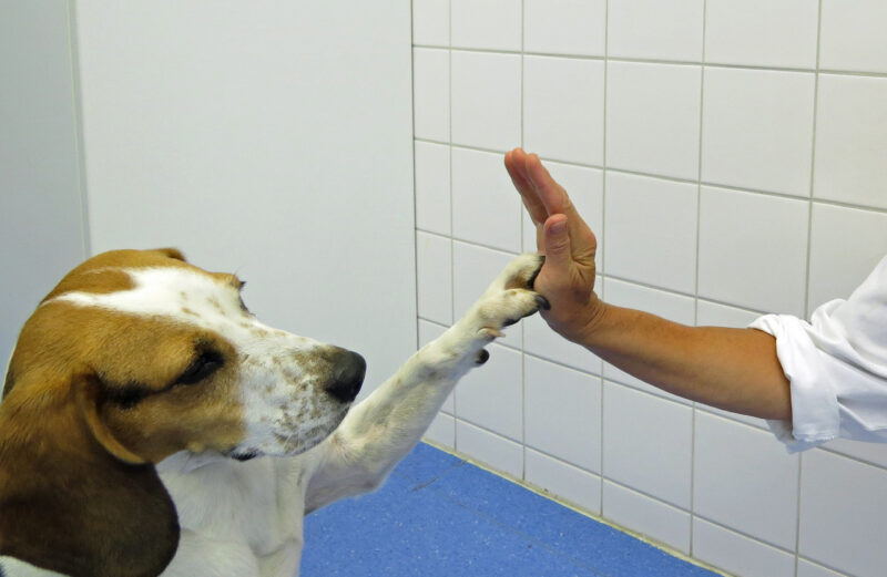 09 High Five Oskar hat Spass in der Spezialsprechstunde Idealgewicht fur Hunde und Katzen LMU Munchen