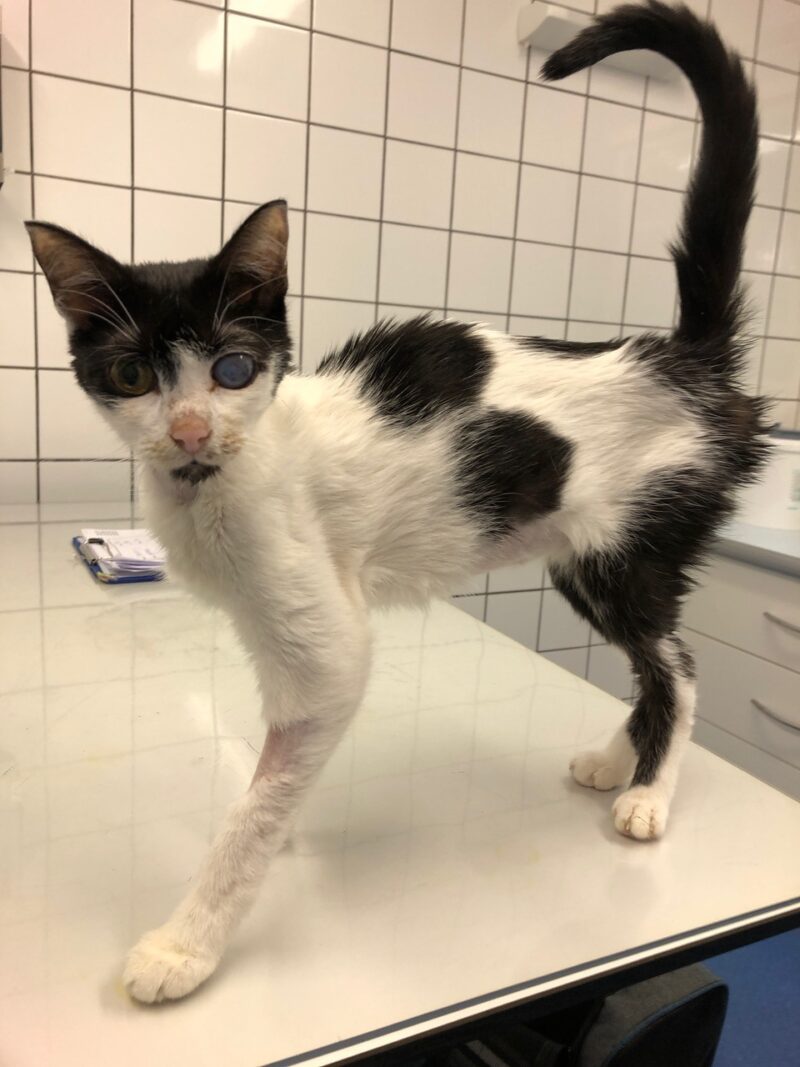 01 Katze Luminita erkrankt LMU Munchen