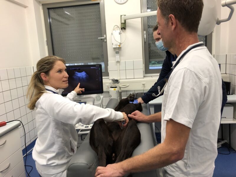 07 Nala Ultraschall 9509 LMU Munchen