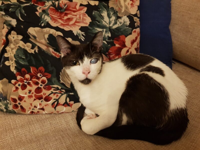 02 Katze Luminita wieder gesund u fit LMU Munchen