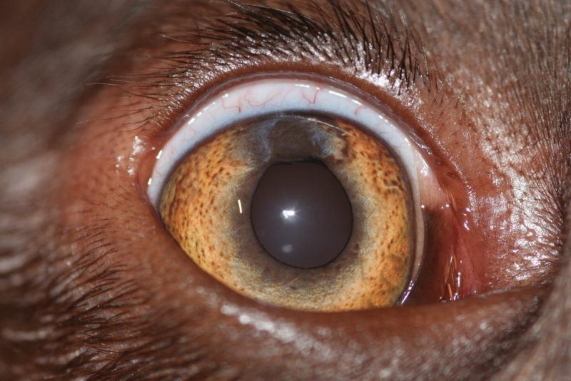 HOFF Lilly6 Wochenp OP