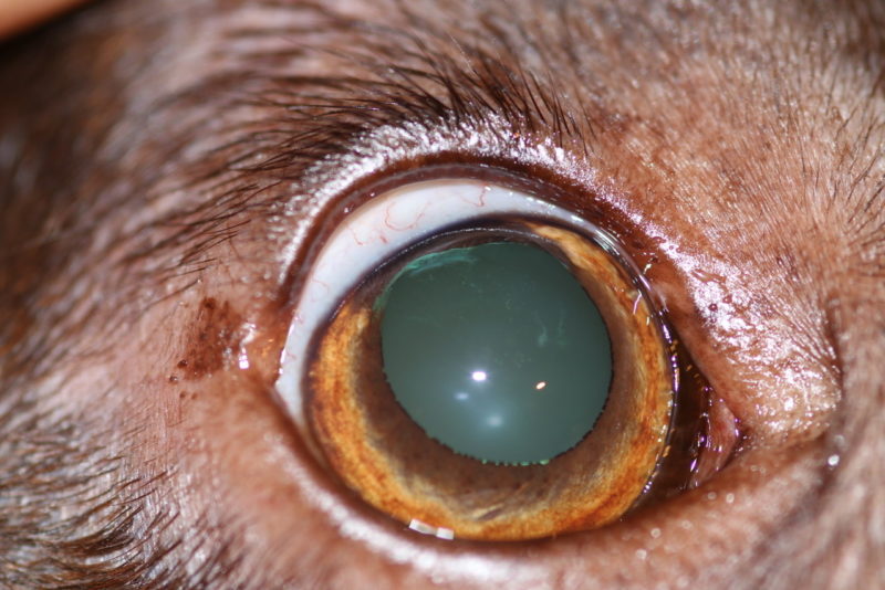 HOFF Lilly65 Jahrep OP