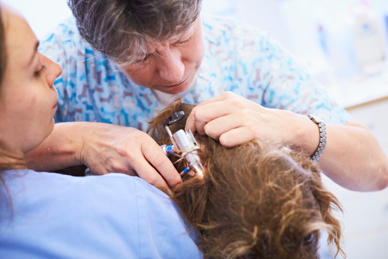 Tierklinik Hannover 193