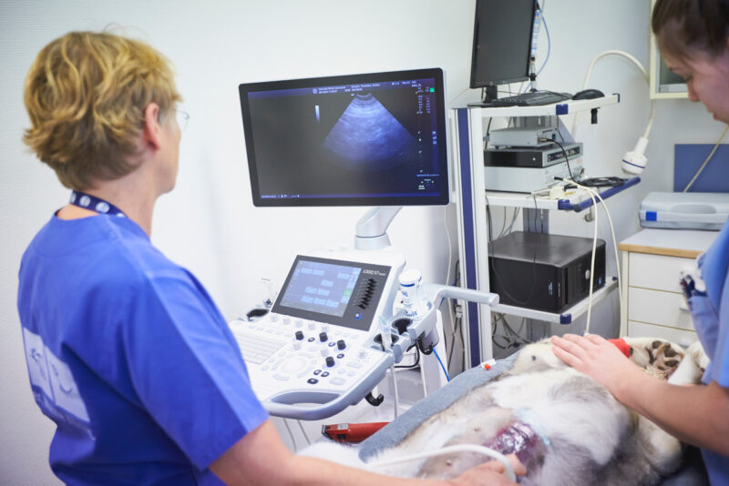 Tierklinik Hannover 455