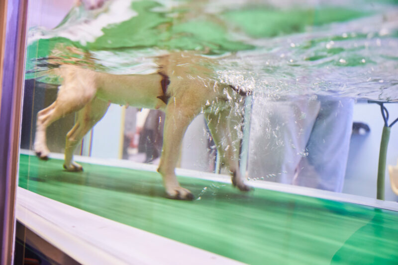 Tierklink Hanover Tierphysio 011