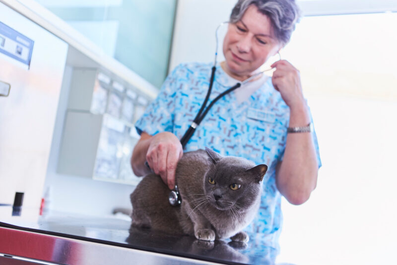 Tierklink Hanover Behandlung Katze 004