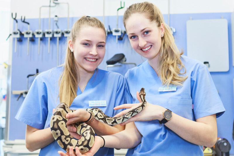 KleTierklink Hanover Behandlung Echse Schlange 026