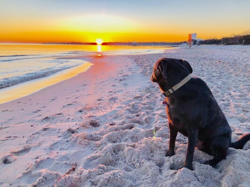 Sonne am Stand mit Hund