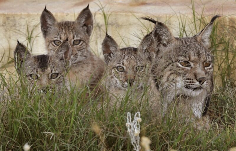 Bildschirmfoto 2021 06 08 um 09 38 54