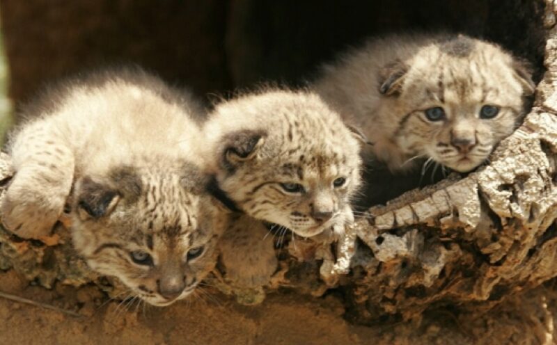 Bildschirmfoto 2021 06 08 um 09 39 14