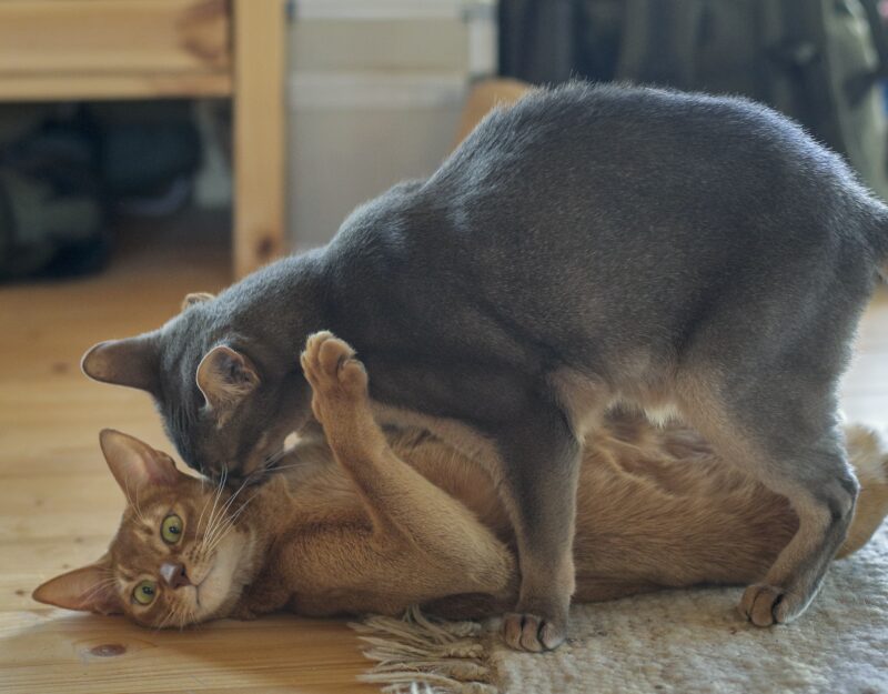 Bildschirmfoto 2022 03 17 um 16 50 58