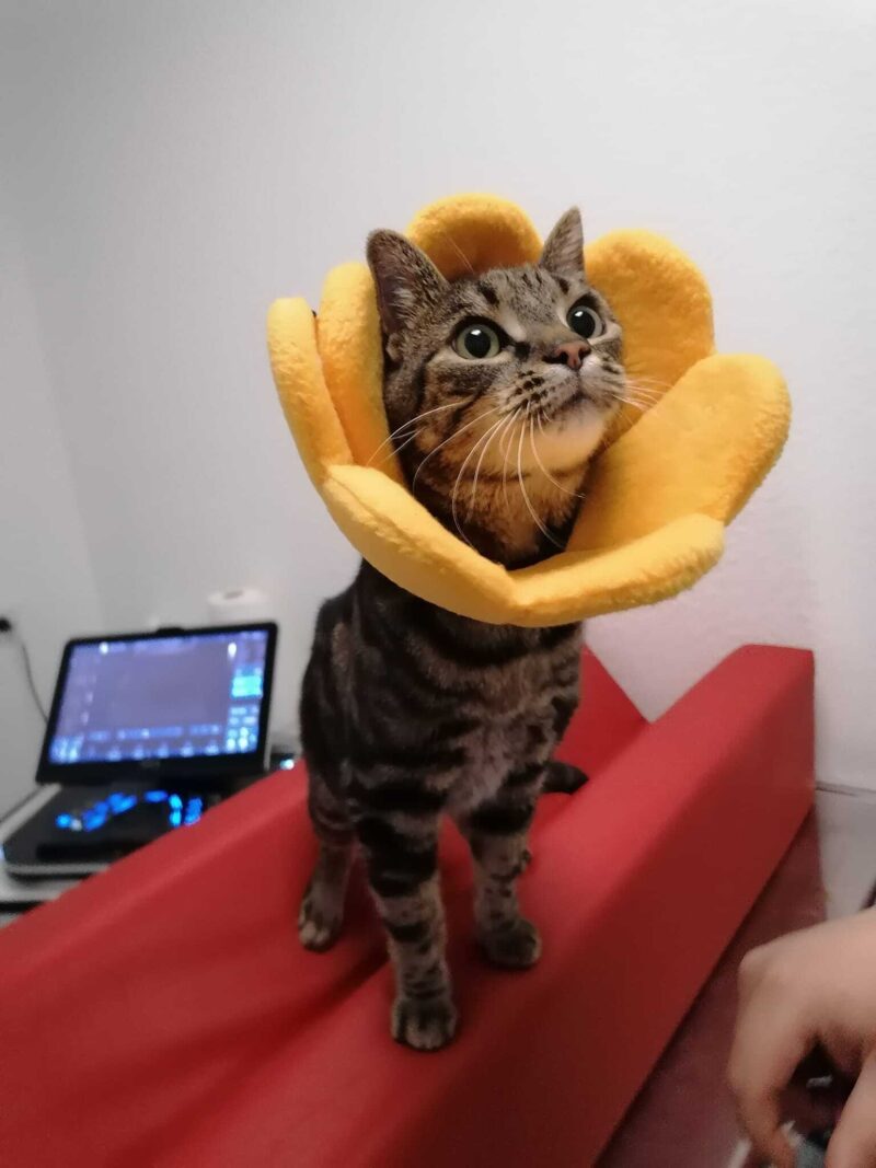 278060936 519297086484070 6129654882254574863 n