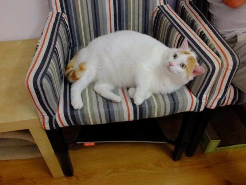 Uebergewicht Adipositas 1