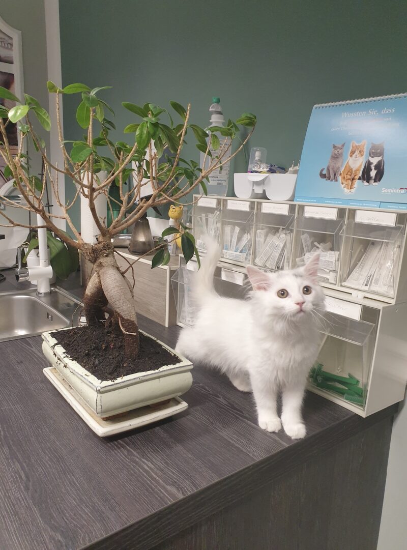 Bildschirmfoto 2022 08 18 um 18 06 26