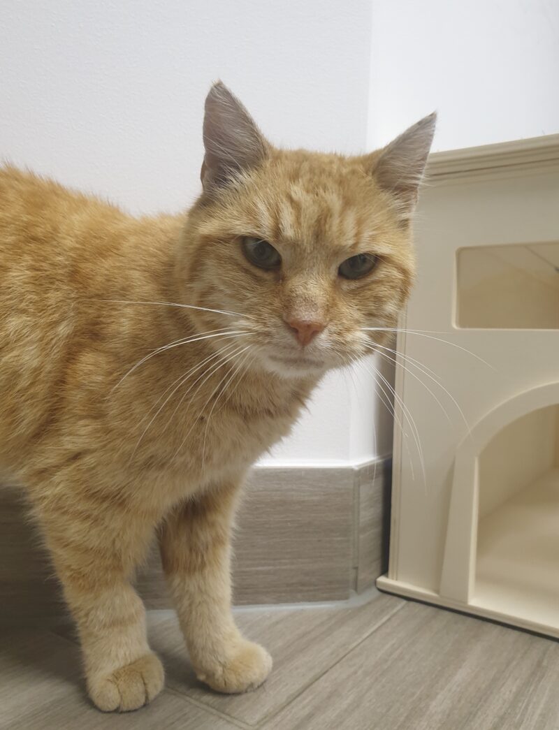 Bildschirmfoto 2022 08 18 um 18 07 19