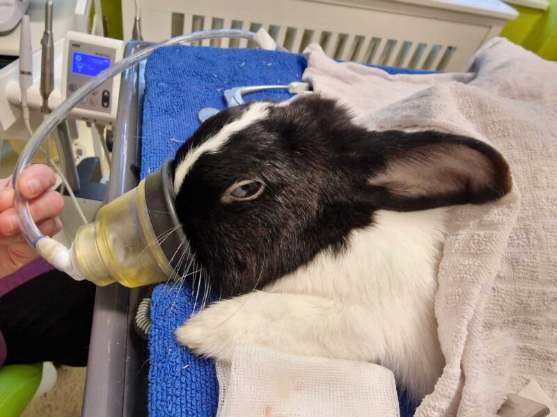 336562535 581844363919761 5163030685389524364 n