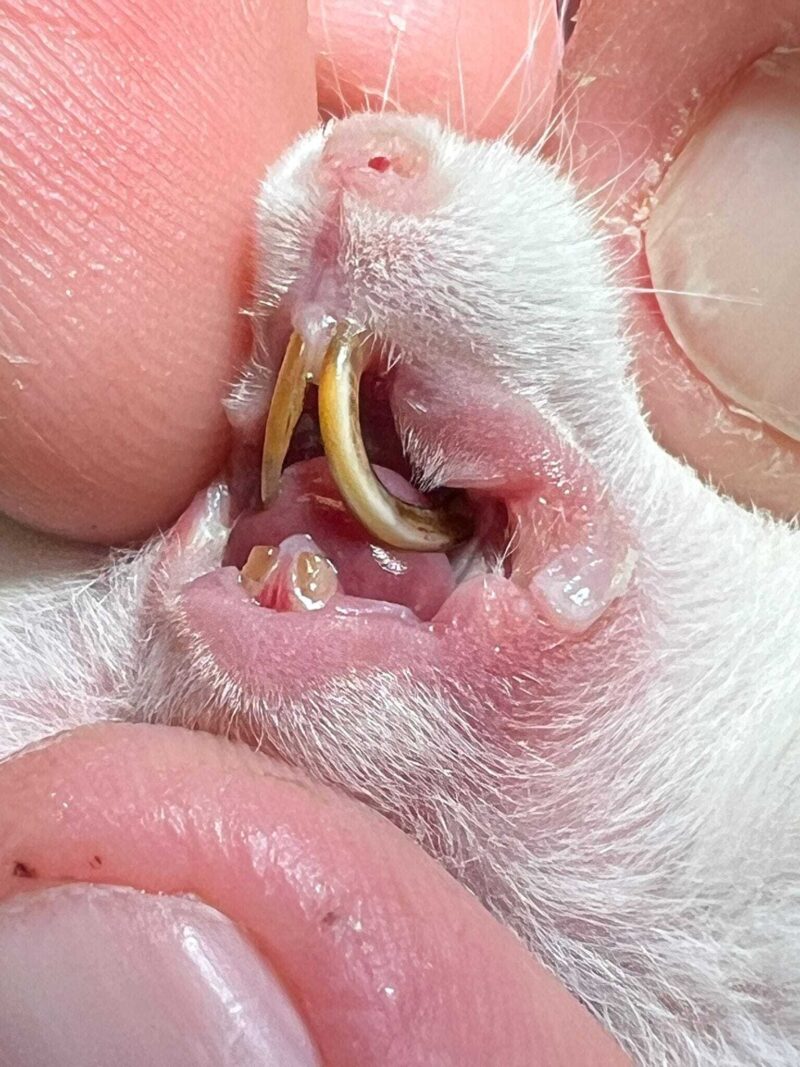 349088962 899581578007614 6299589963146252053 n