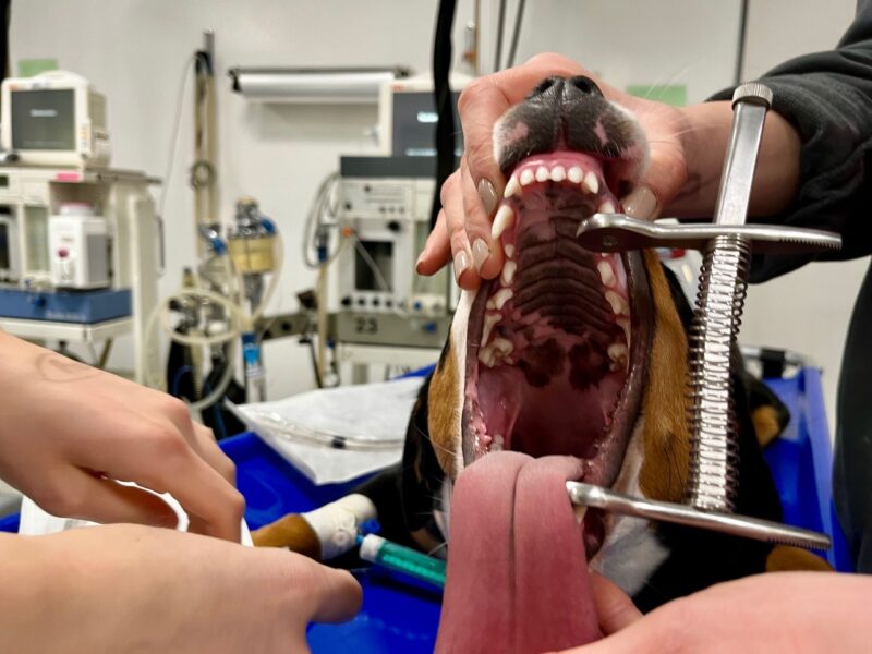 Ins Maul geschaut IMG 9446