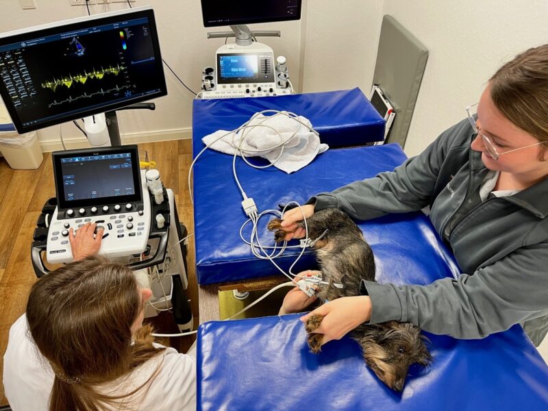 Ultrashcall mit Esteher Grussendorf IMG 9471