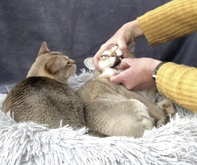 Bildschirmfoto 2023 06 17 um 15 00 57