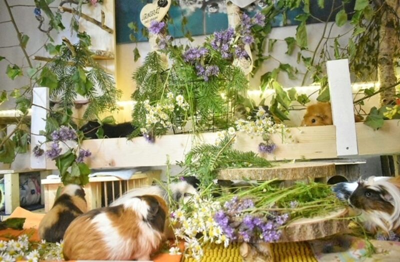 IMG 20220606 131515 907 01