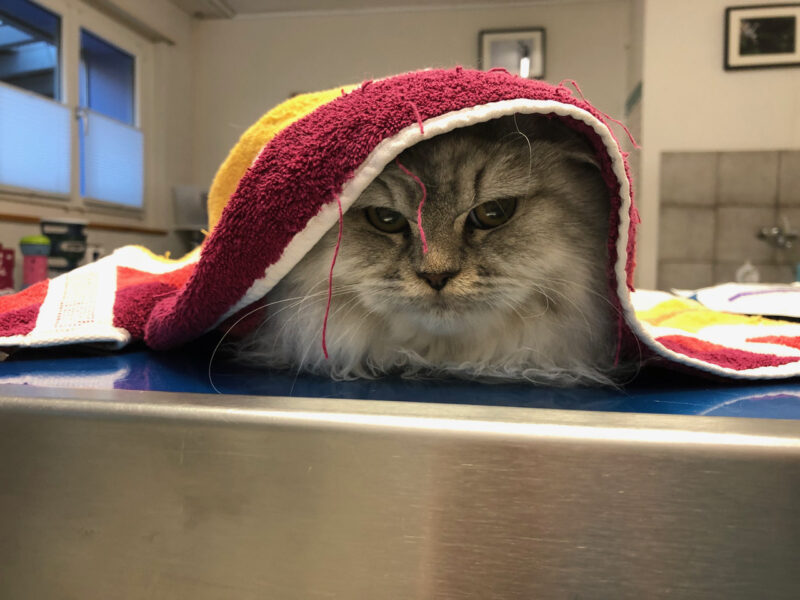 Abb. 1: Häufige Reaktion von Katzen auf die Bedrohung in der Praxis: Erstarren