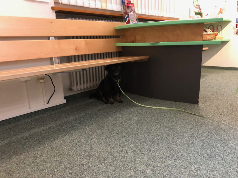 Abb. 2: Hund im Wartezimmer – Zwei Drittel aller Hunde sind bereits im Wartezimmer mittel- bis hochgradig gestresst.