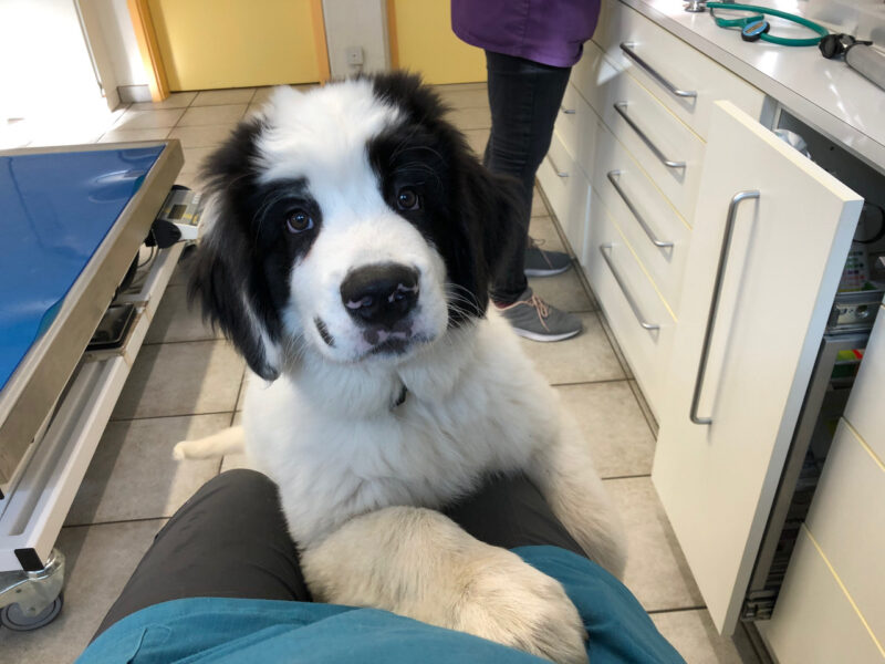 Abb. 4: Vor allem bei Welpen muss darauf geachtet werden, dass sie entspannt bleiben (Happy visits).