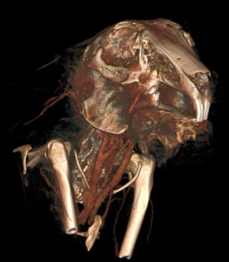 Bildschirmfoto 2024 02 19 um 09 43 22