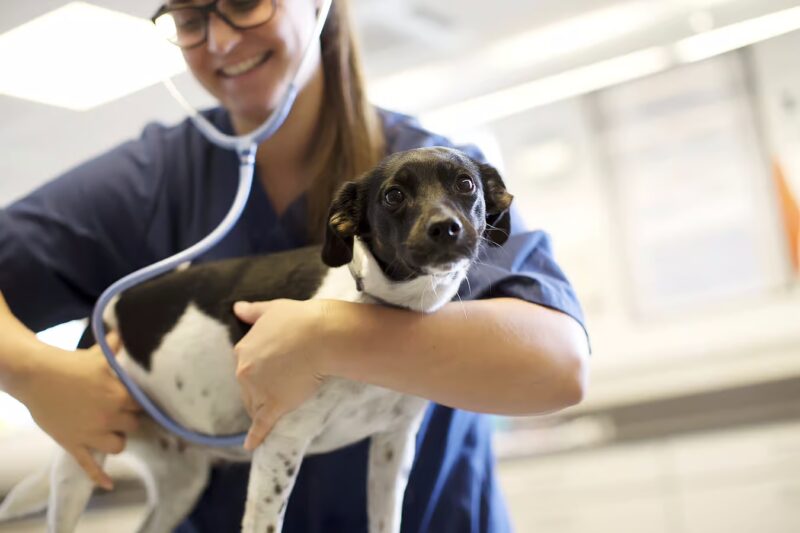 Ani Cura Care and meeting 196