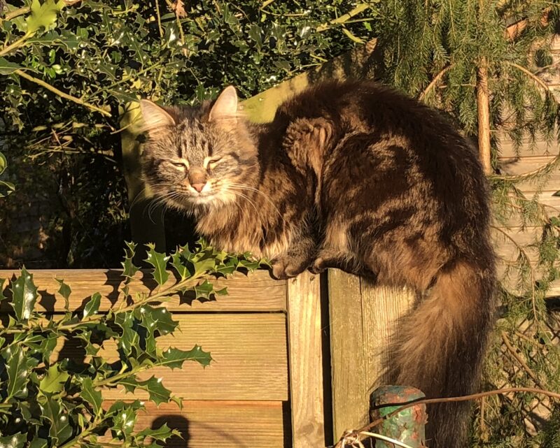 Bildschirmfoto 2024 10 15 um 18 28 35