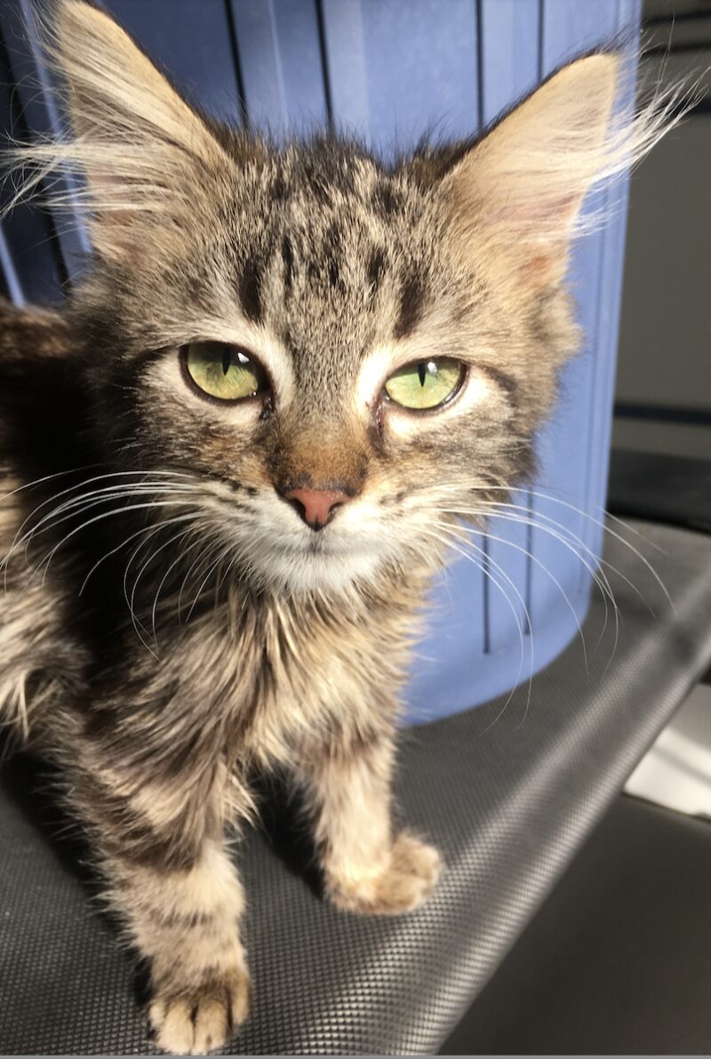 Bildschirmfoto 2024 10 15 um 18 28 48