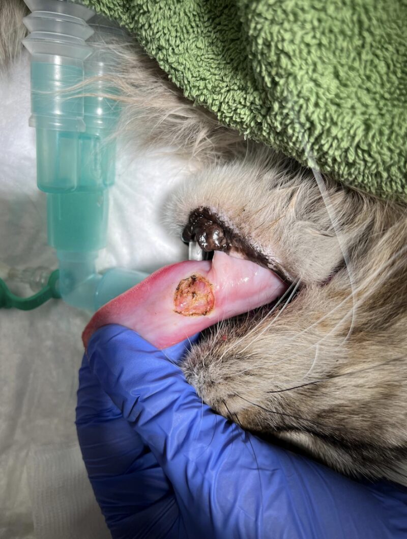 Bildschirmfoto 2024 10 15 um 20 22 38