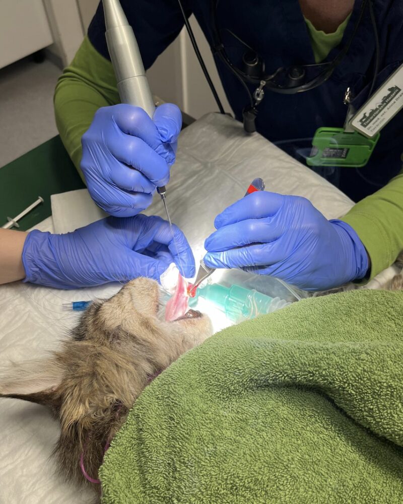 Bildschirmfoto 2024 10 15 um 20 22 52