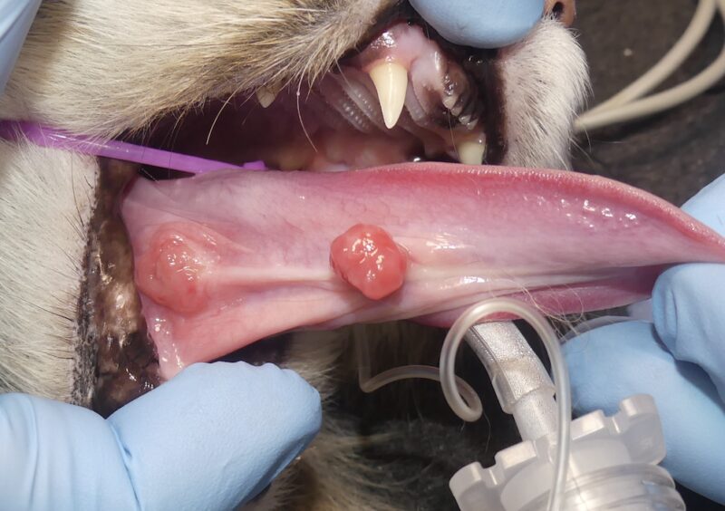 Bildschirmfoto 2024 10 16 um 11 45 32