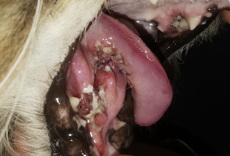 Bildschirmfoto 2024 10 16 um 11 45 56