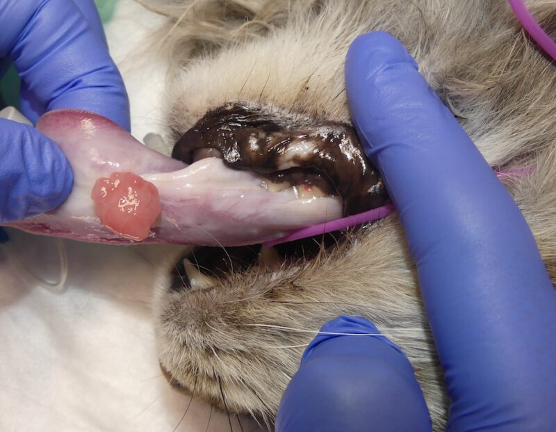 Bildschirmfoto 2024 10 16 um 11 46 09