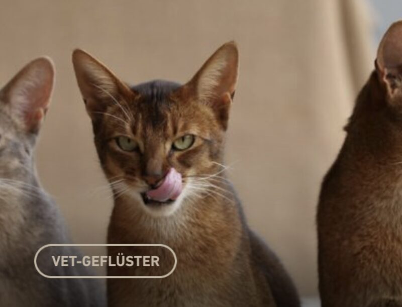 Bildschirmfoto 2024 10 19 um 13 45 08