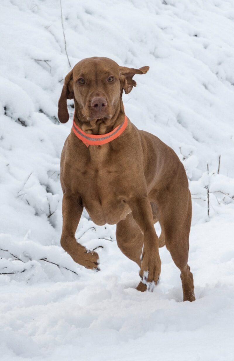 Bildschirmfoto 2024 11 21 um 18 08 46