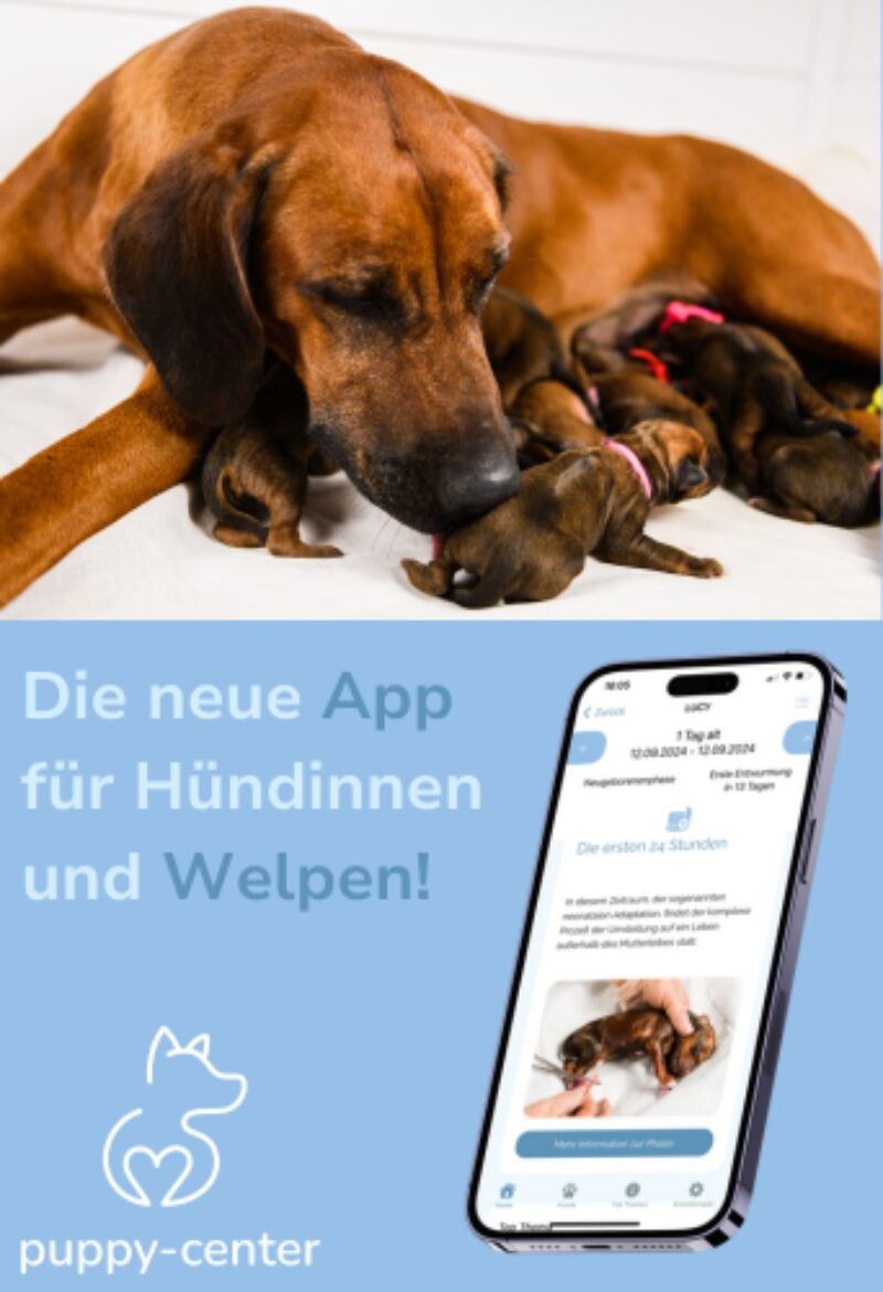 Die neue App fuer Huendinnen und Welpen Banner